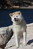 AKITA INU 312